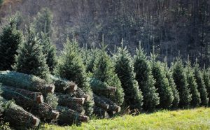 7 feet tall Christmas trees