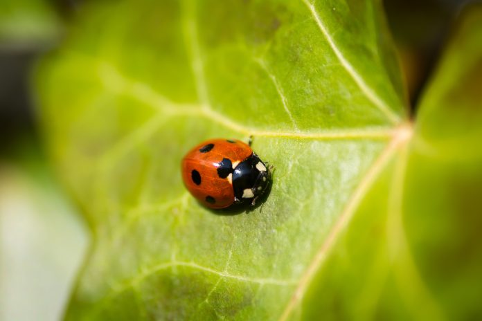 pest control for warehouse