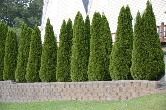 green giant arborvitae