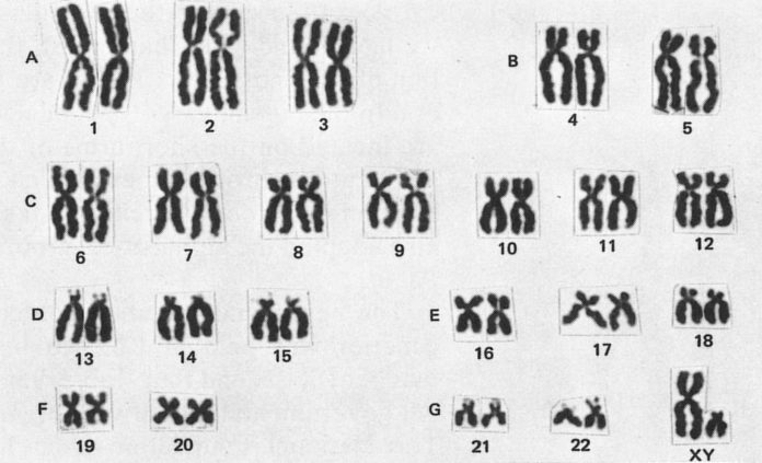 what is a karyotype