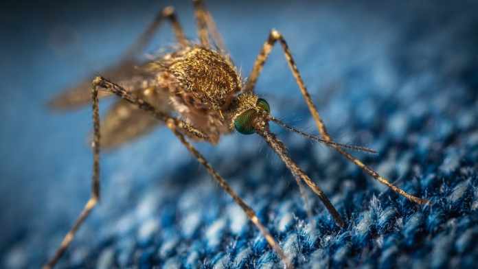 Genetically Modified Mosquito Larvae to Curb Diseases in the Florida Keys