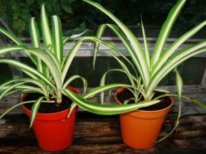 Good Communicators Spider Plant