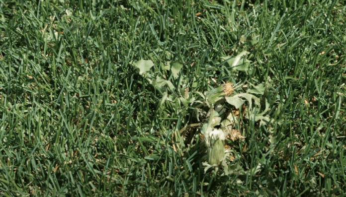 what kills weeds permanently