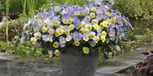 hardy plants for pots for outdoors