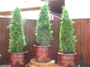 potted trees for patio privacy