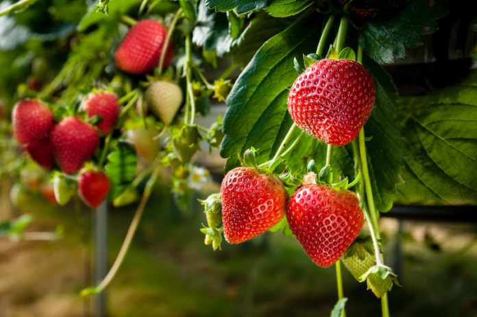 Strawberry Adaptogen