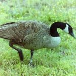 Tips to Hunt Goose Like a Pro