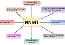 NNMT Inhibitor for Enhanced Cognitive Performance: What the Science Says