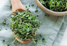 What Do You Need to Know to Grow Hydroponic Microgreens?