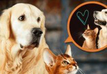 Can Dogs Get Cats Pregnant Can Dogs Get Cats Pregnant