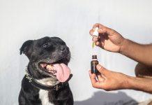 Exploring Hope: Full Spectrum Hemp Oil for Dogs Dealing with Cancer and Tumors