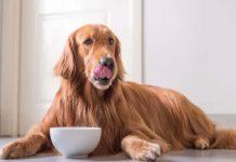 Can Dogs Have Brown Rice Can Dogs Have Brown Rice