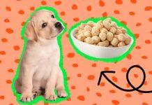 Can Dogs Have Chickpeas Can Dogs Have Chickpeas