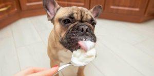 Can Dogs Have Cream Cheese