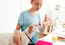 Can Dogs Have Cream Cheese Can Dogs Have Cream Cheese