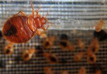Resurgence of Bed Bugs – A Brief Overview