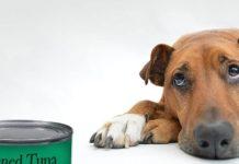 Can Dogs Eat Canned Tuna Can Dogs Eat Canned Tuna