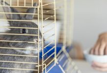 The Complete Guide to Hamster Cages: Creating a Happy and Healthy Habitat Hamster Cages